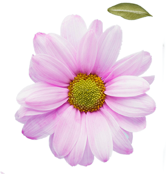 h1-image-slider-13-min.png